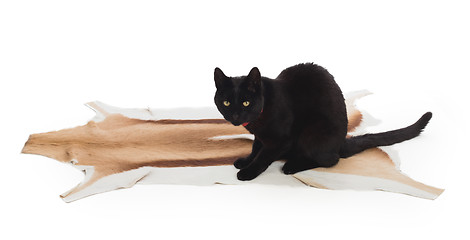 Image showing Black Cat sitting on springbok animal fur