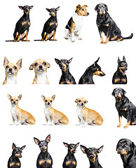 Image showing various pets in white background for compositing