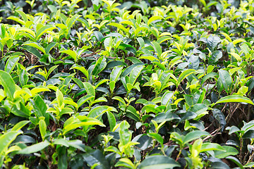 Image showing tea plantation field on Sri Lanka