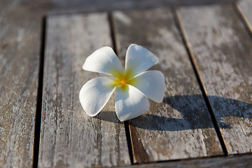 Image showing close up of white beautiful exotic flower on wood