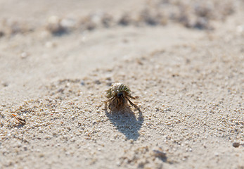 Image showing cancer with shell on beach sand