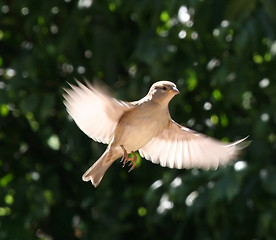 Image showing Majestic Sparrow