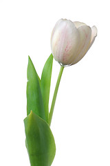 Image showing White tulip flower