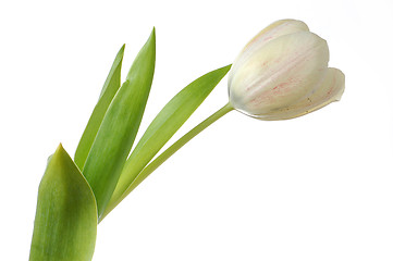 Image showing White tulip flower