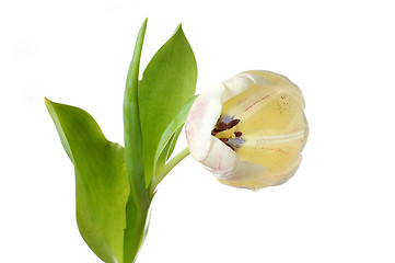 Image showing White tulip flower