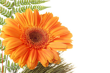 Image showing Flower Gerbera