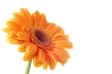 Image showing Flower Gerbera