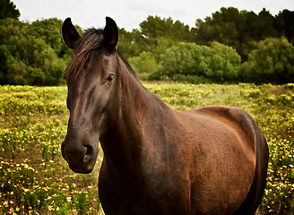 Image showing Beauty Brown Horse