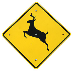 Image showing Deer Crossing