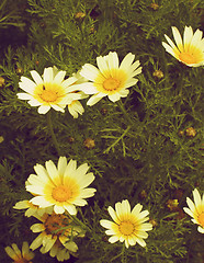 Image showing Wild Yellow Daisies