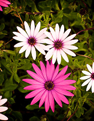 Image showing Garden Daisy Flowers