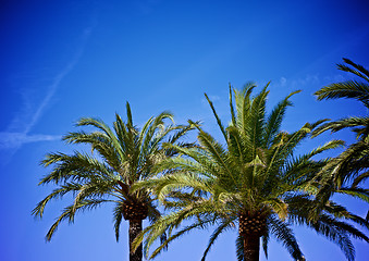 Image showing Palm Trees on Blue Sky