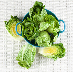 Image showing Fresh Romaine Lettuce