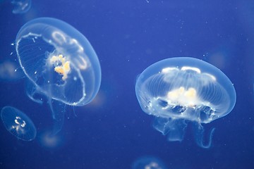 Image showing Jellyfish Underwater moving around