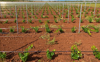 Image showing Viticulture with grape saplings