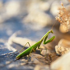 Image showing Praying Mantis on rocks