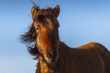 Image showing Brown horse closeup