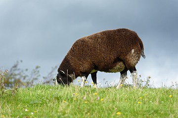 Image showing Sheep feeding on grass