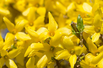 Image showing Yellow blossoms of forsythia 