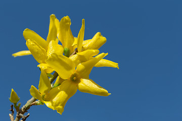 Image showing Yellow blossoms of forsythia 