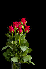 Image showing fresh red rose on black