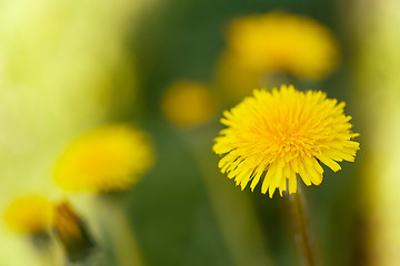 Image showing Yellow dandelion on a green background