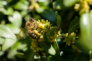 Image showing Honeybee on yellow flowers closeup