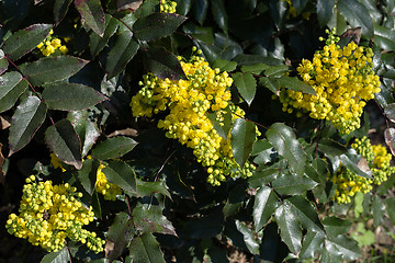 Image showing Oregon Grape (Mahonia aquifolium)