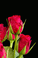 Image showing fresh red rose on black