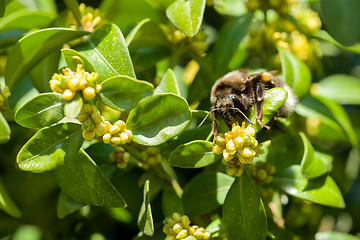 Image showing bumble-bee on yellow flowers closeup