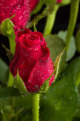 Image showing fresh red rose