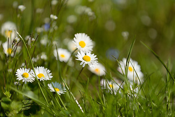 Image showing small daisy flower
