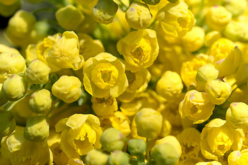 Image showing Oregon Grape (Mahonia aquifolium)