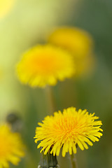 Image showing Yellow dandelion on a green background