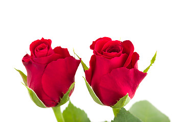 Image showing Bouquet of fresh red roses