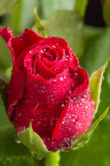 Image showing fresh red rose