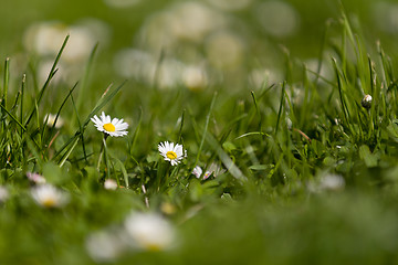 Image showing small daisy flower