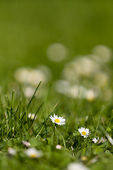 Image showing small daisy flower