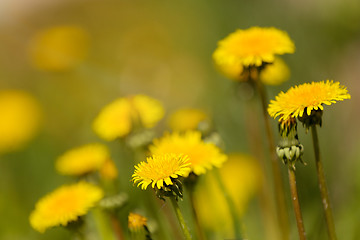 Image showing Yellow dandelion on a green background