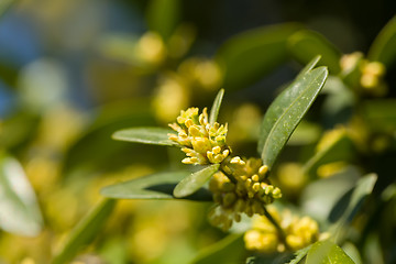 Image showing Green spring background with shallow focus