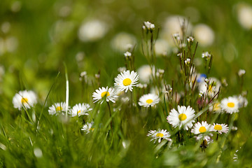 Image showing small daisy flower