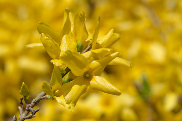 Image showing Yellow blossoms of forsythia 