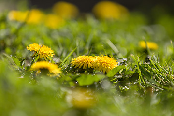 Image showing Yellow dandelion on a green background