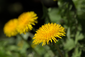 Image showing Yellow dandelion on a green background