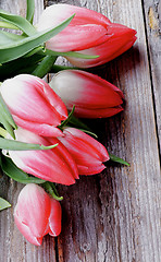 Image showing Magenta Spring Tulips