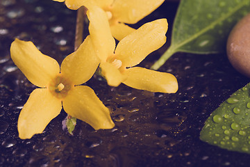 Image showing pebbles and yellow flower on black with water drops