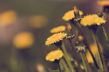 Image showing Yellow dandelion retro color