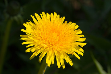 Image showing Yellow dandelion on a green background