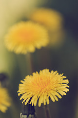 Image showing Yellow dandelion retro color