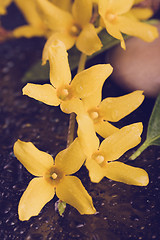 Image showing pebbles and yellow flower on black with water drops